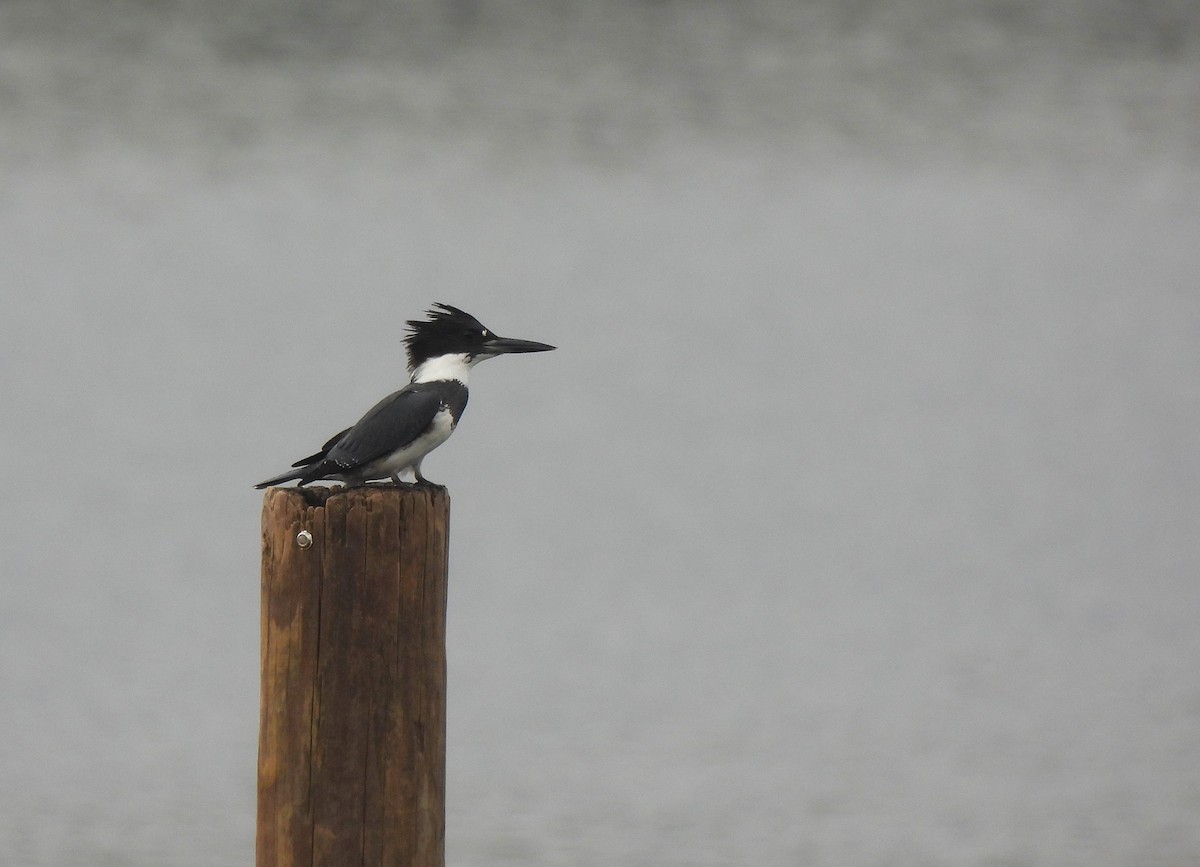 Belted Kingfisher - ML642479965