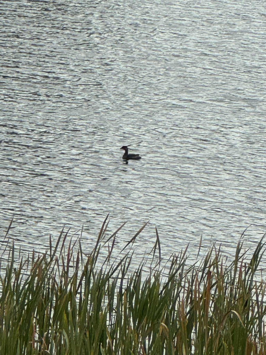 Pied-billed Grebe - ML642479976