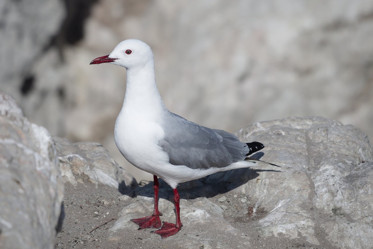 Hartlaub's Gull - ML642479979