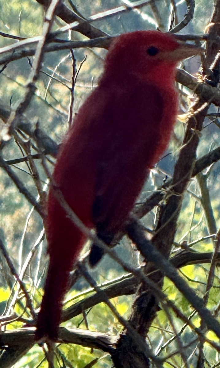 Kırmızı Piranga - ML642479987