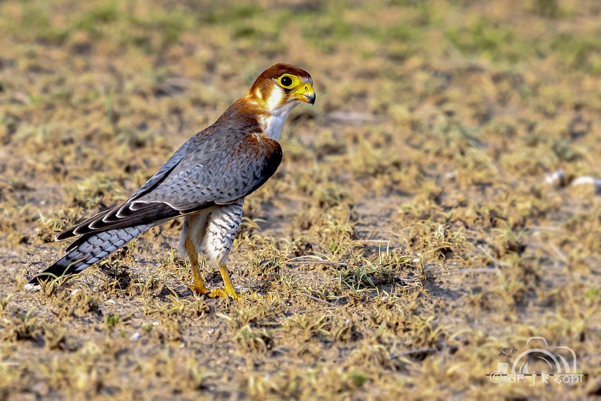 Red-necked Falcon - ML642479994