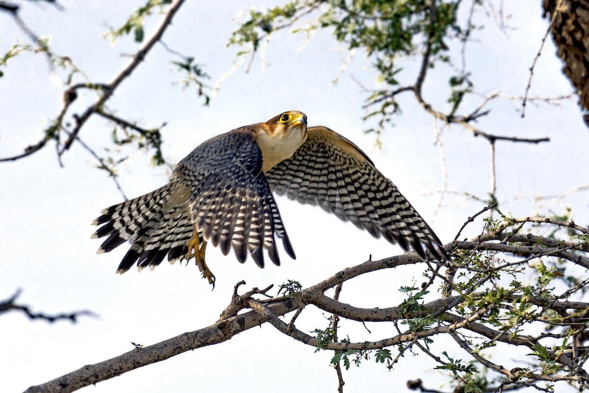 Red-necked Falcon - ML642480000