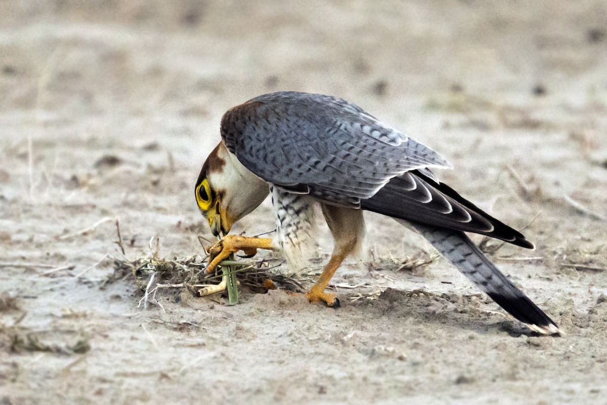 Red-necked Falcon - ML642480004
