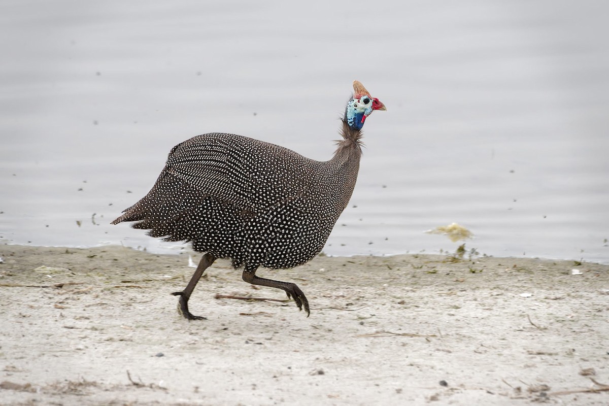 Faraona - ML642480022