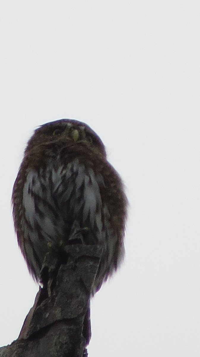 Dağ Serçe Baykuşu - ML642480040