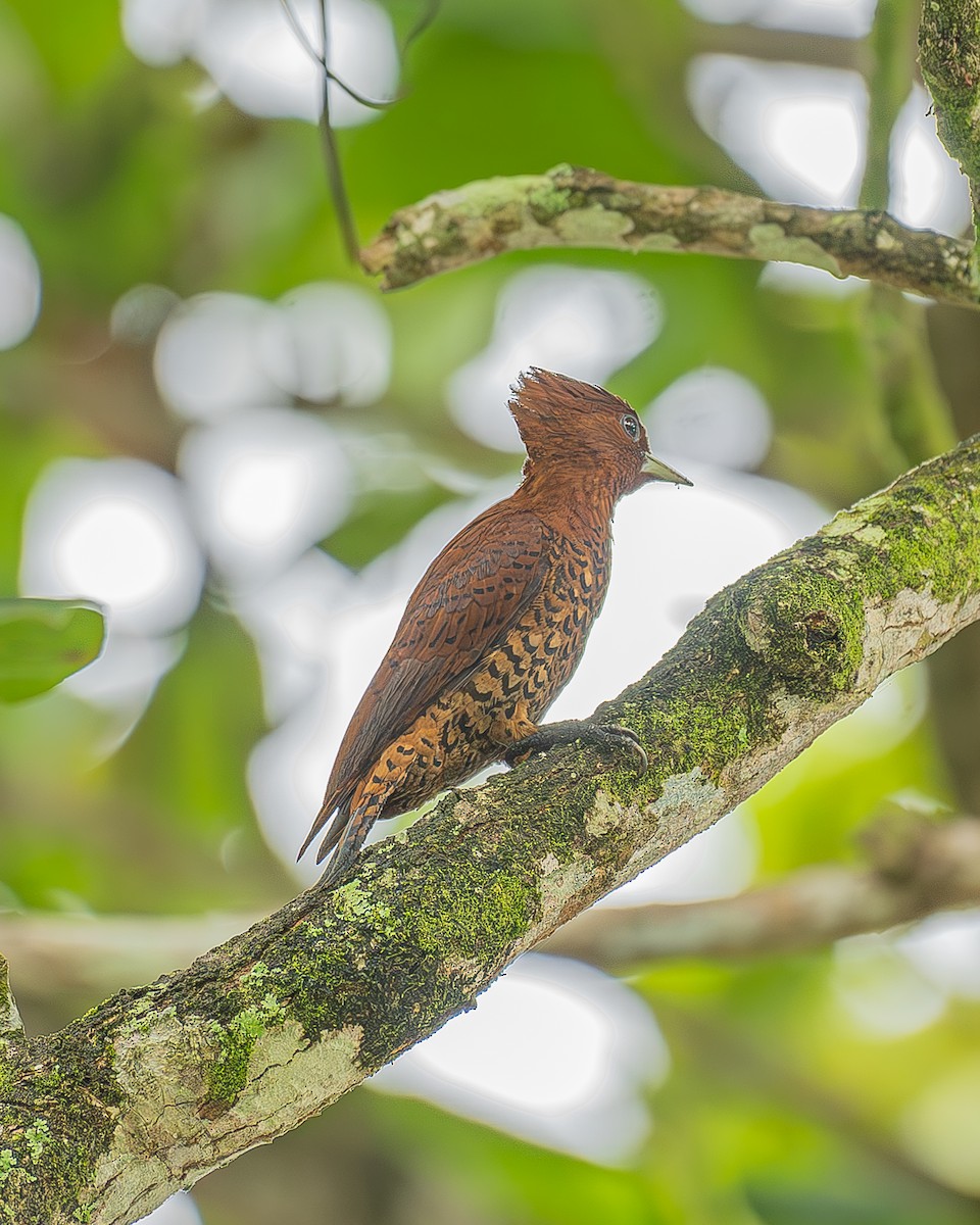 Cinnamon Woodpecker - ML642480048