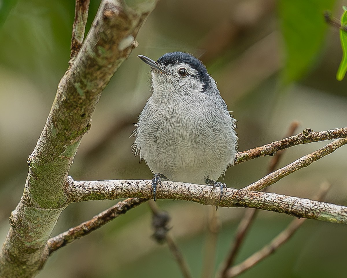 White-browed Gnatcatcher - ML642480063