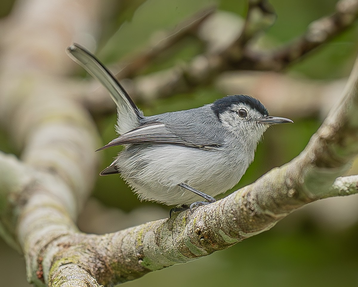 White-browed Gnatcatcher - ML642480064