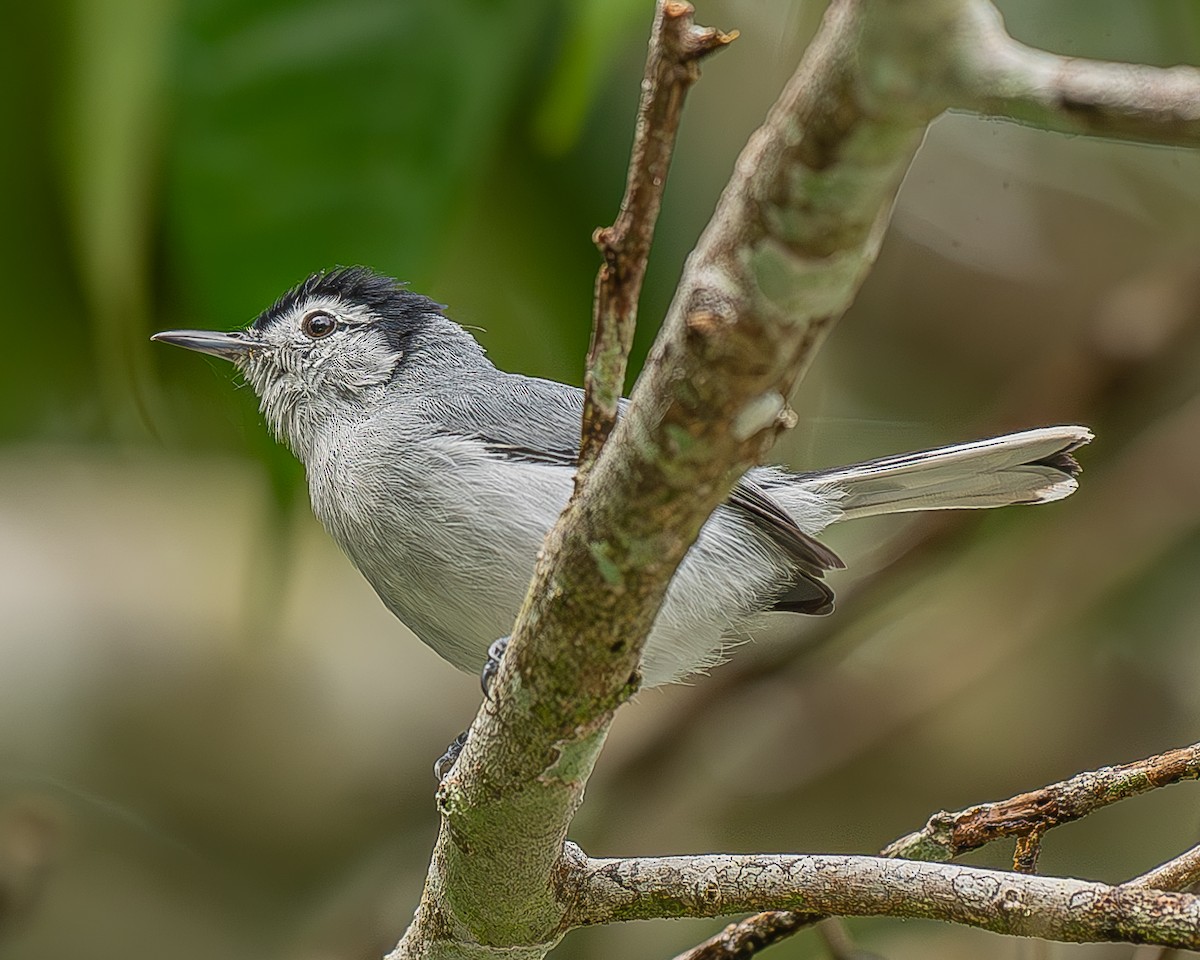 White-browed Gnatcatcher - ML642480065