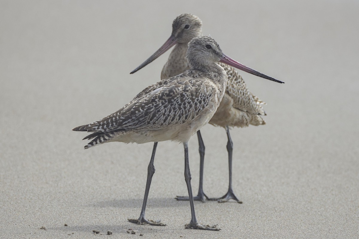 Marbled Godwit - ML642480068