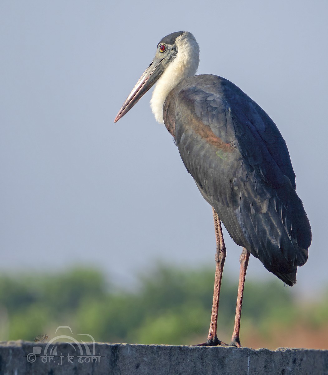 Asian Woolly-necked Stork - ML642480080