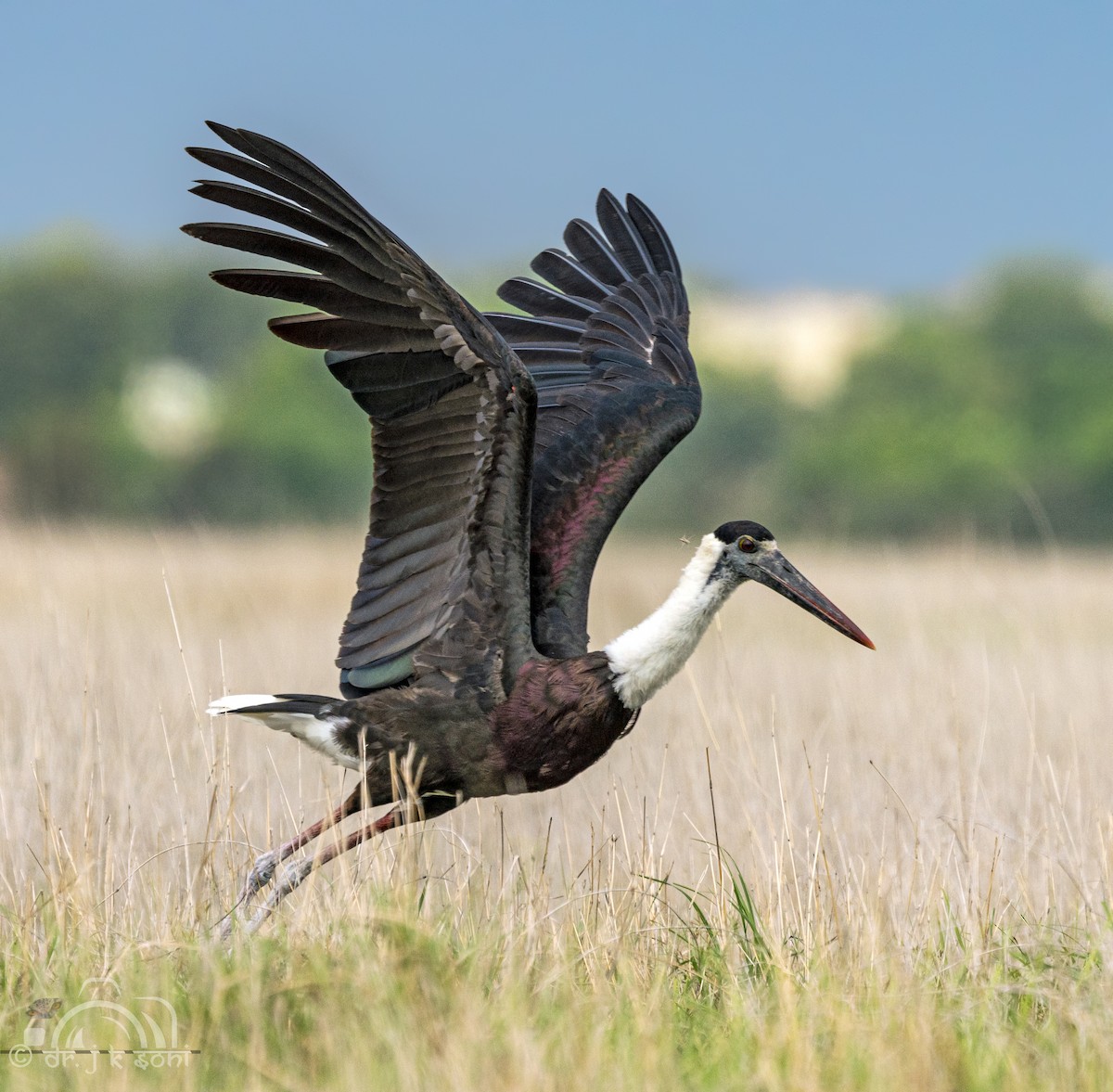 Asian Woolly-necked Stork - ML642480082