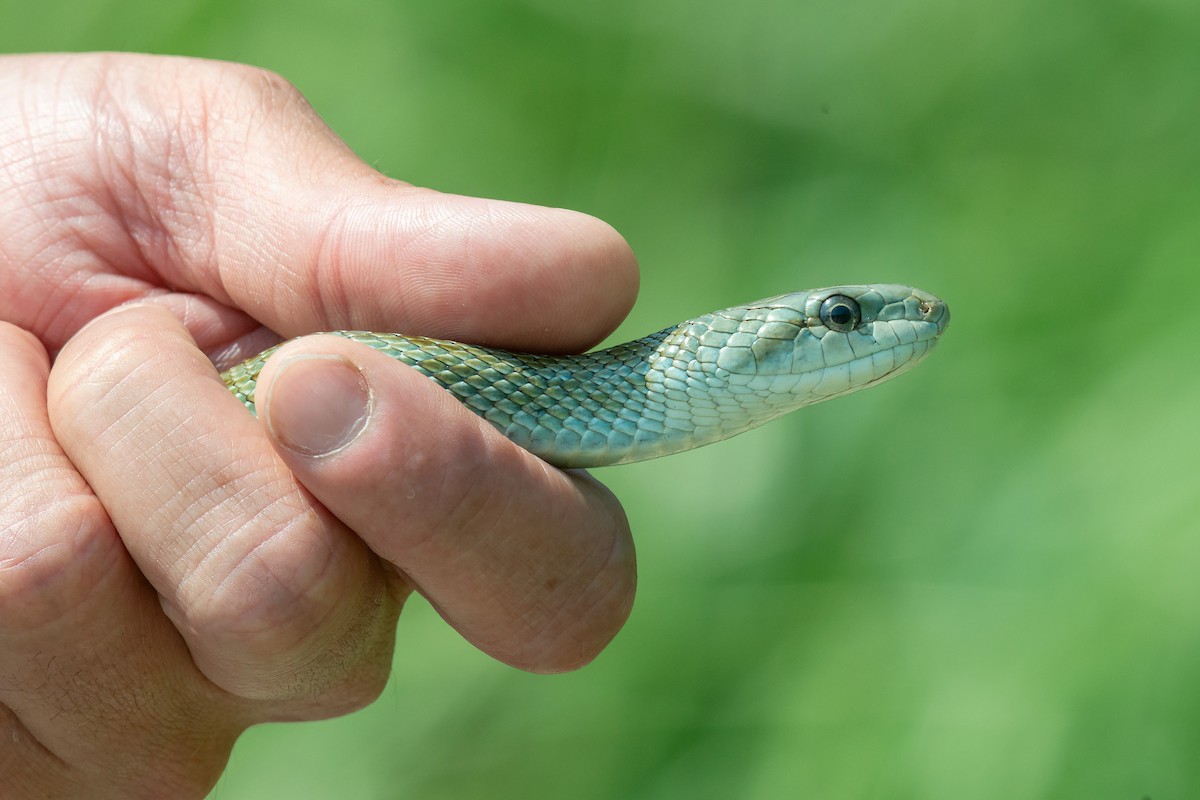 Animals - ML642480092