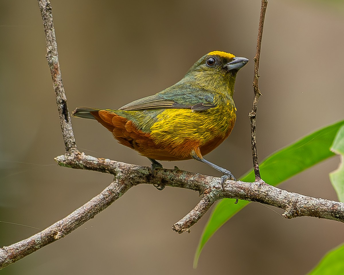 Olive-backed Euphonia - ML642480093