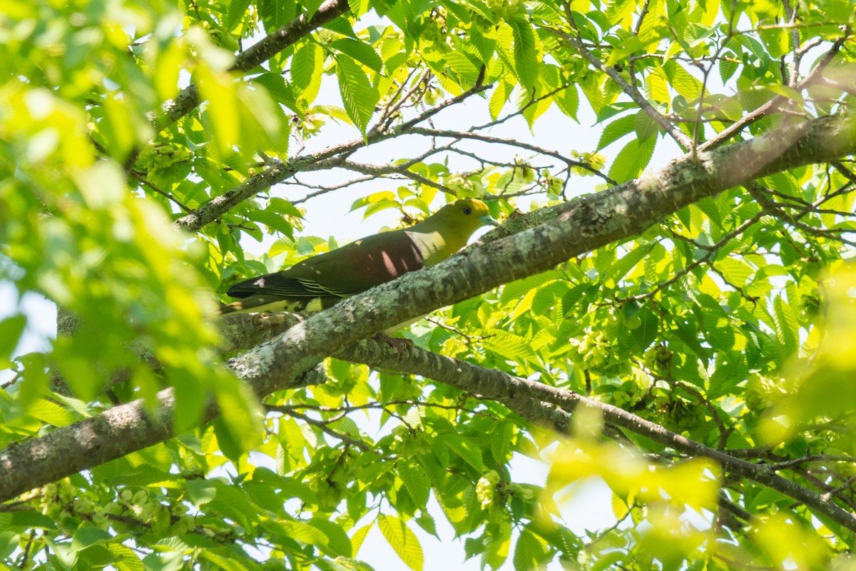 White-bellied Green-Pigeon - ML642480102