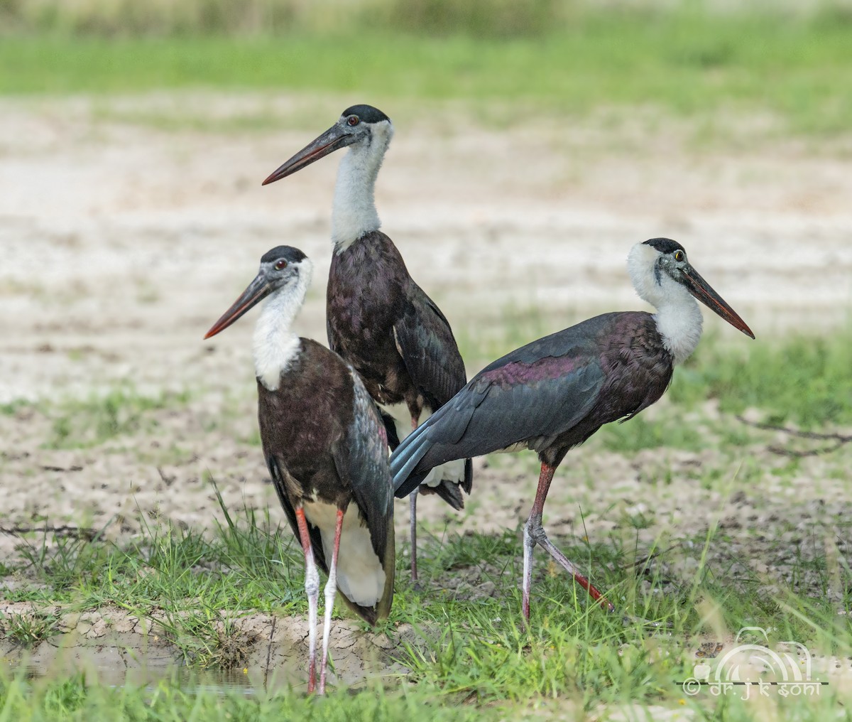 Asian Woolly-necked Stork - ML642480111