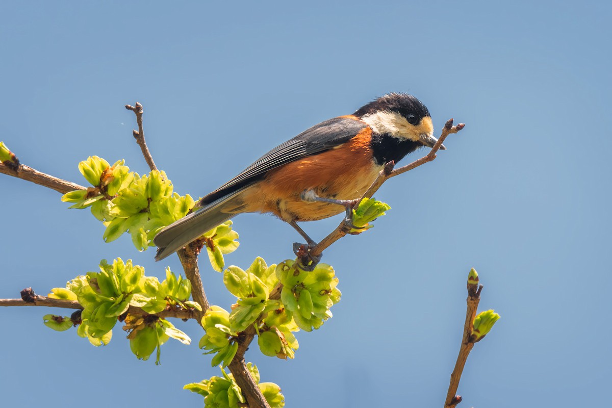 Varied Tit - ML642480120