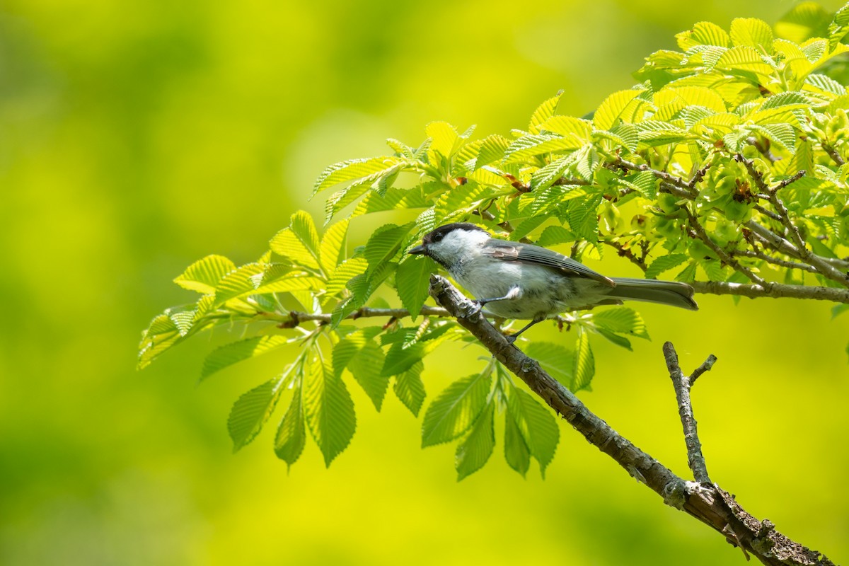 Marsh Tit - ML642480126
