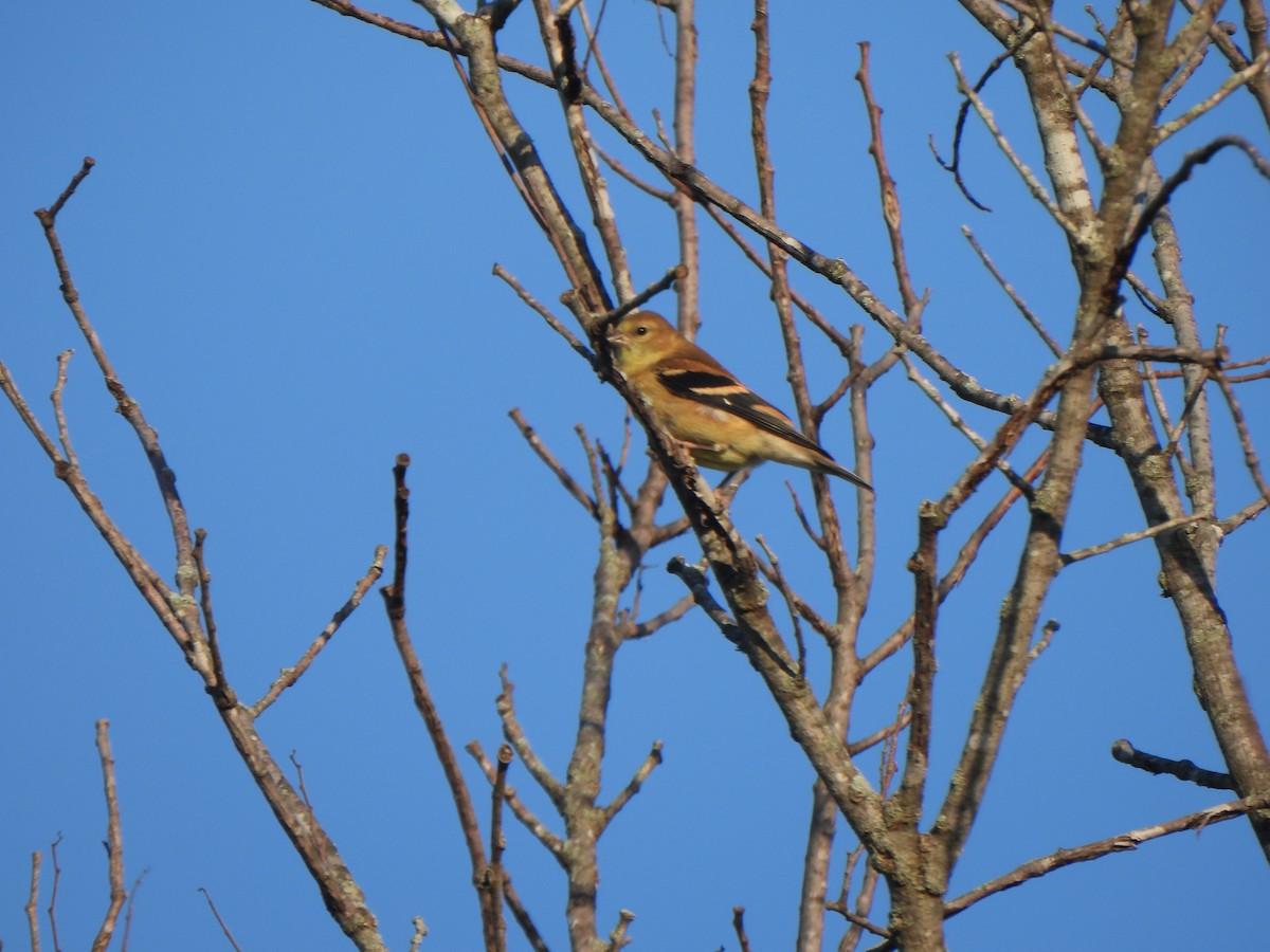 American Goldfinch - ML642480130