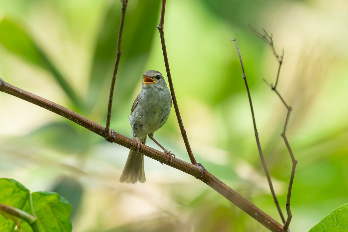 Japanese Bush Warbler - ML642480132