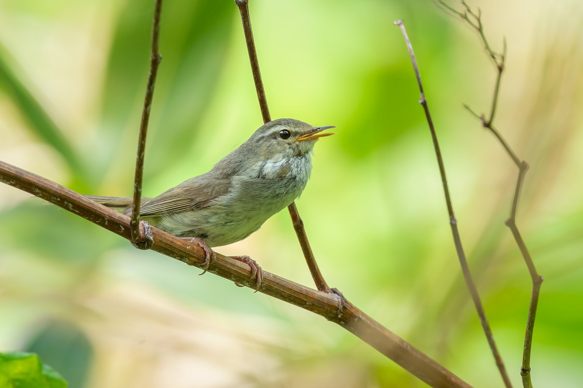 Japanese Bush Warbler - ML642480133