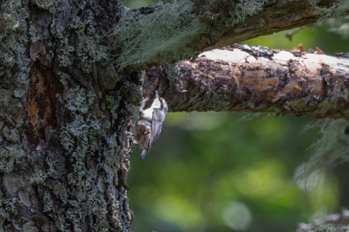 Eurasian Nuthatch - ML642480143