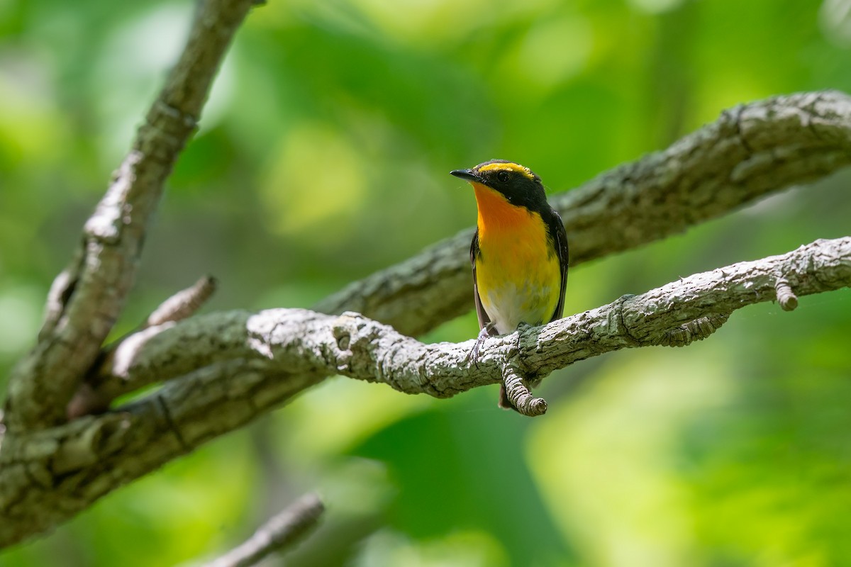 Narcissus Flycatcher - ML642480156