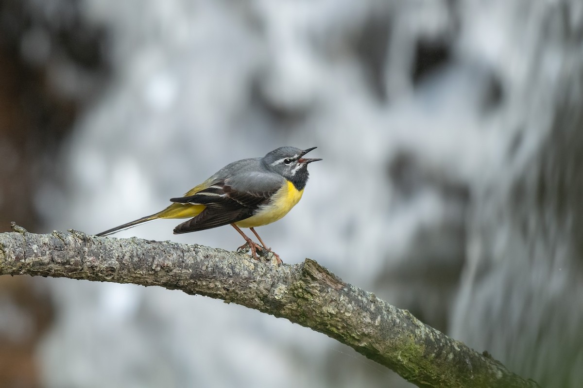Gray Wagtail - ML642480164