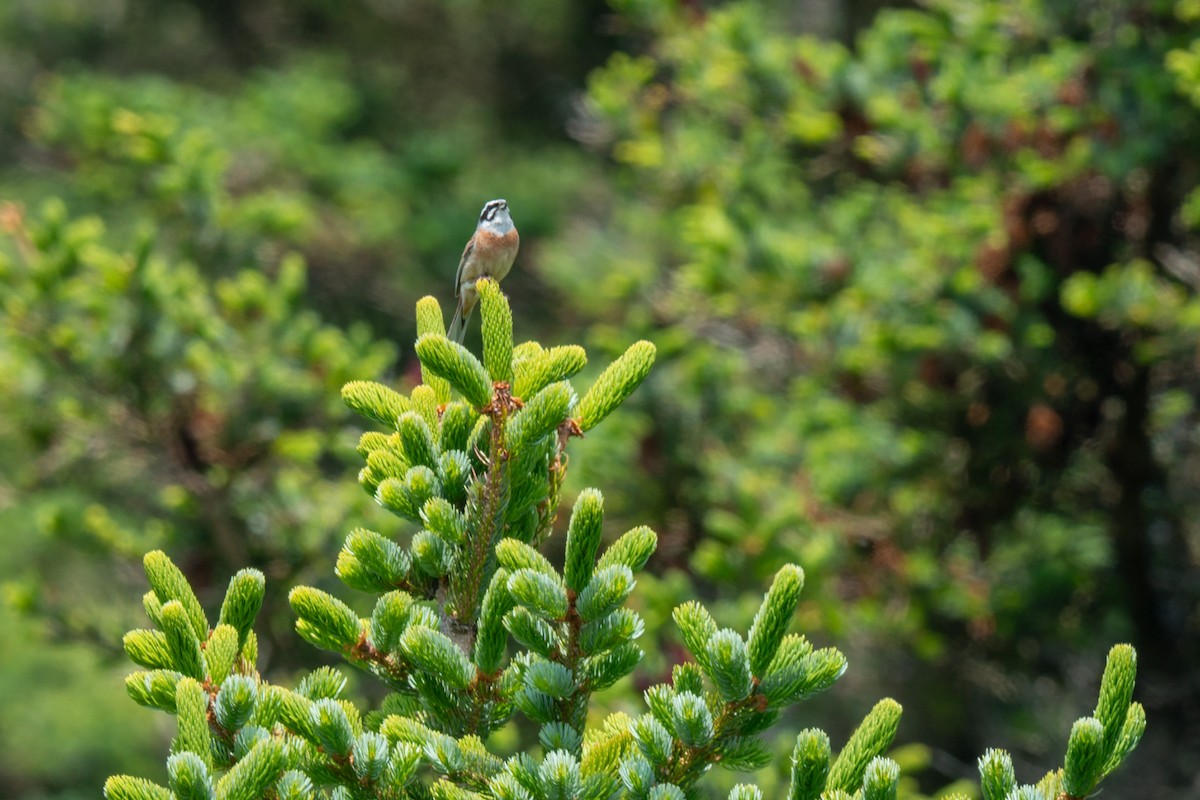 Meadow Bunting - ML642480181