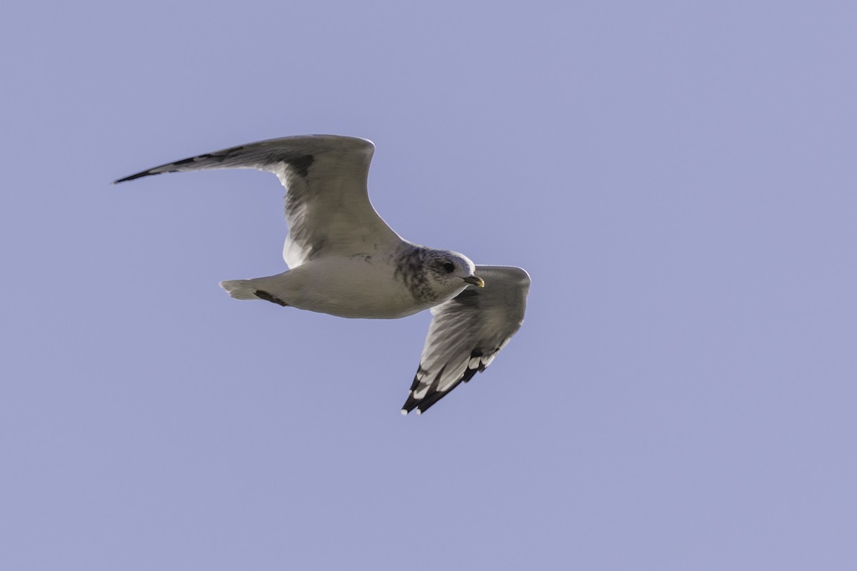 racek aljašský - ML642480195