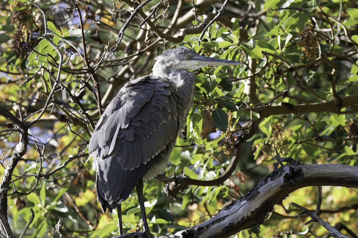 volavka velká - ML642480200