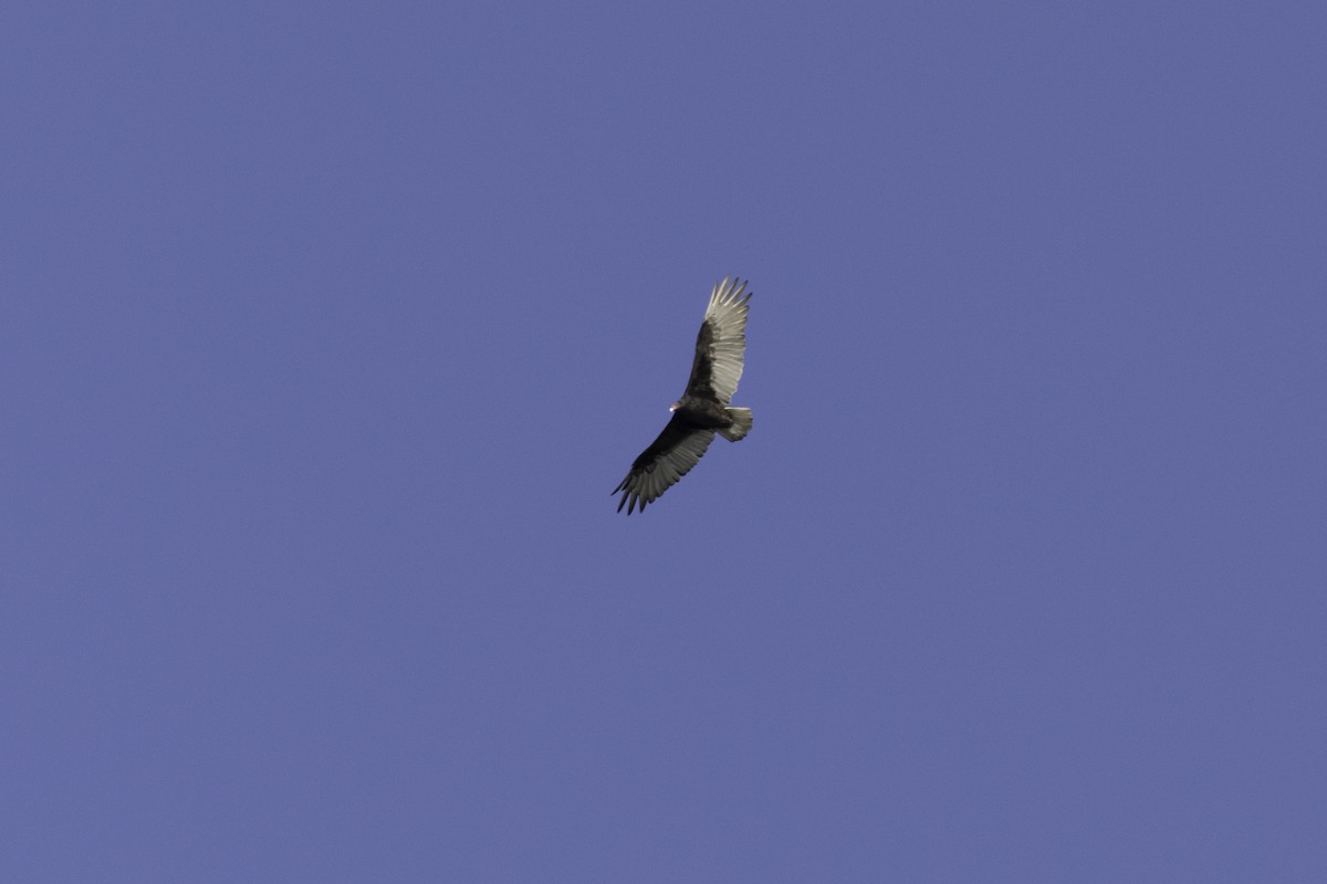 kondor krocanovitý - ML642480207