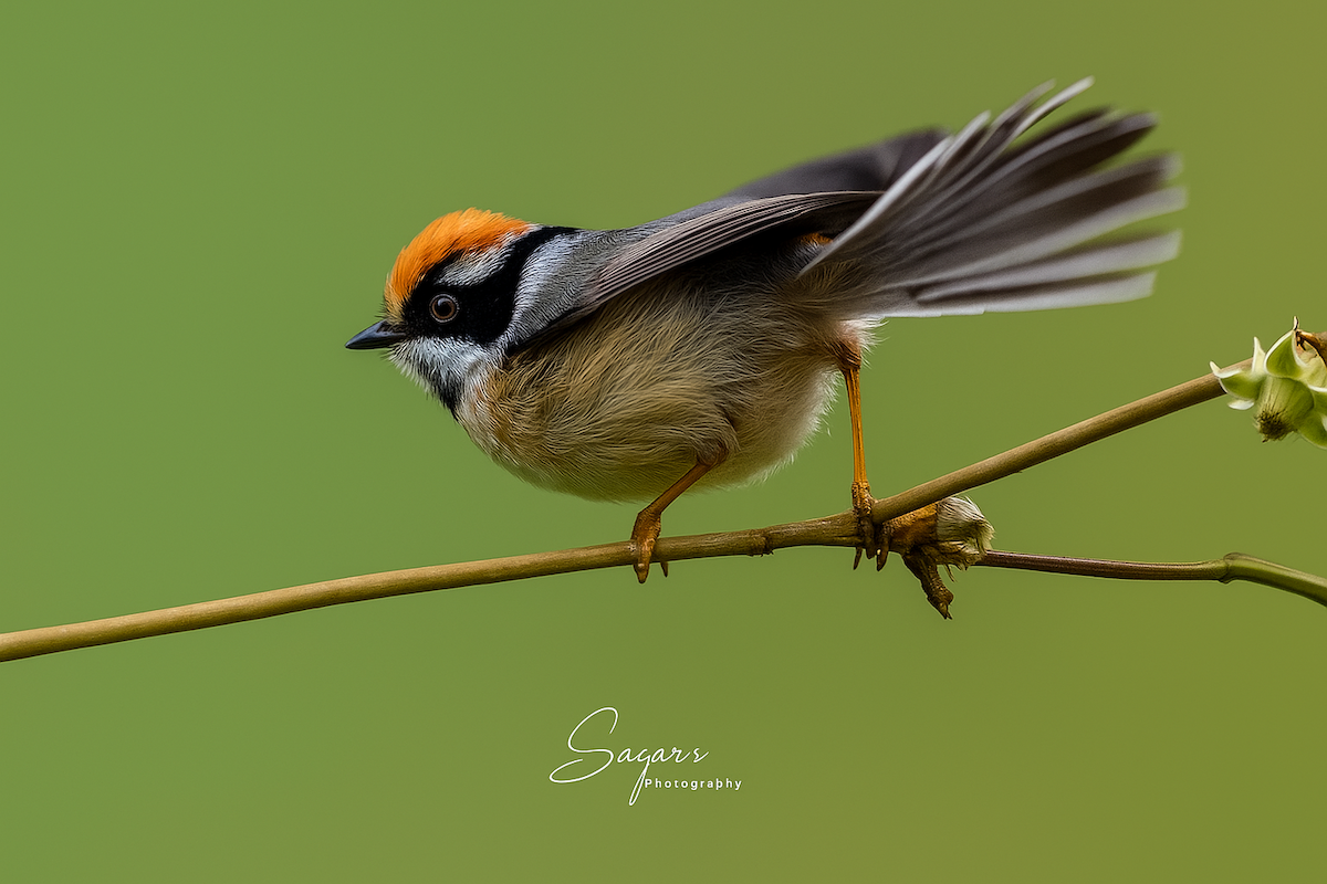 Black-throated Tit (Red-headed) - ML642480243