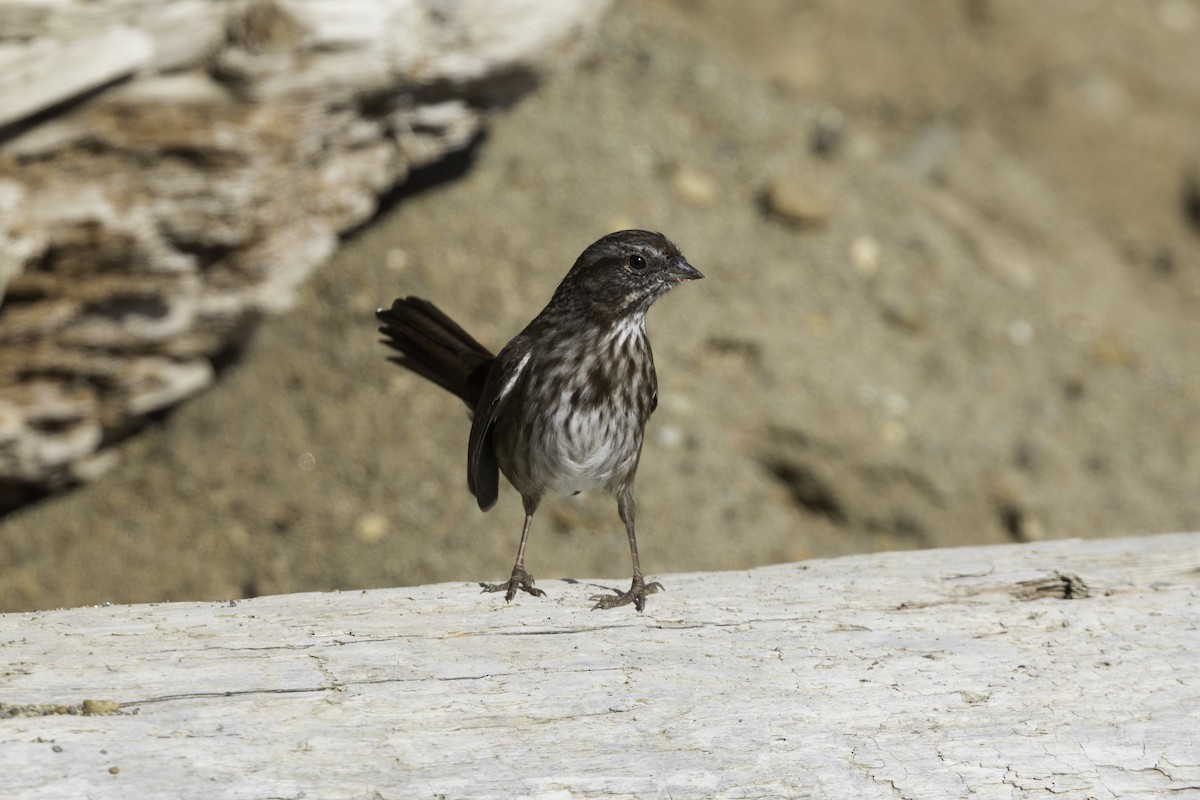 strnadec zpěvný - ML642480256