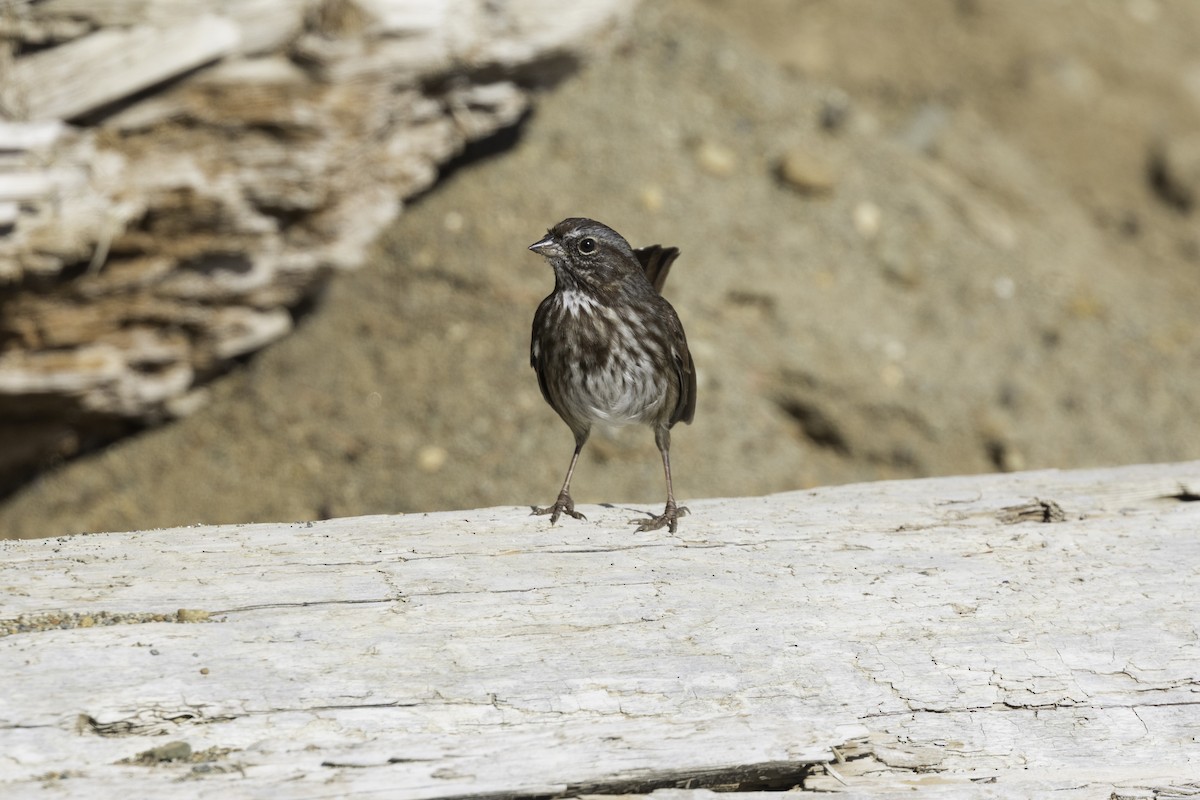 strnadec zpěvný - ML642480257