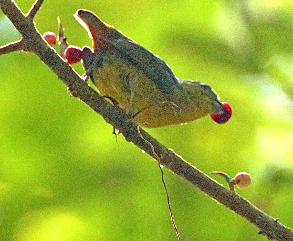 Olive-backed Euphonia - ML642480259