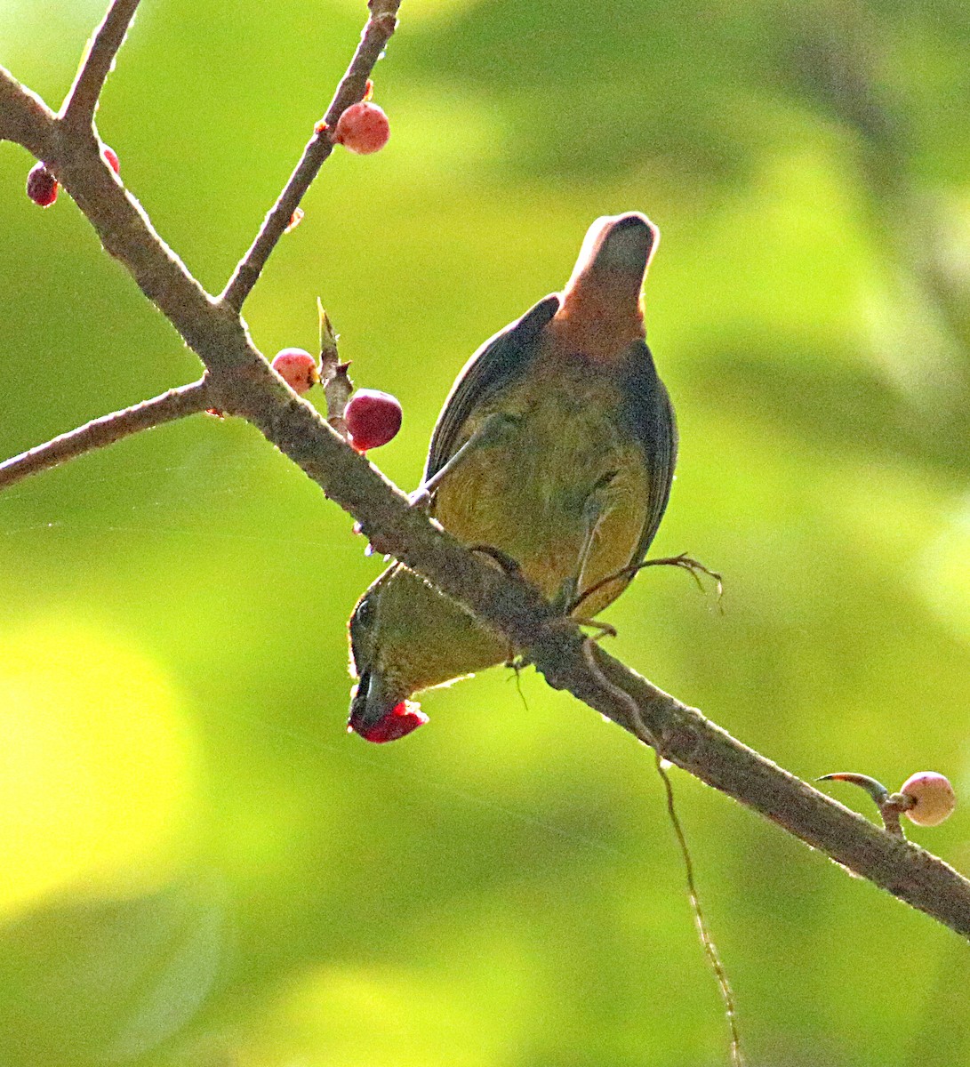 Olive-backed Euphonia - ML642480260