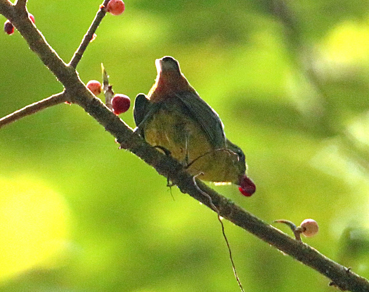 Olive-backed Euphonia - ML642480261