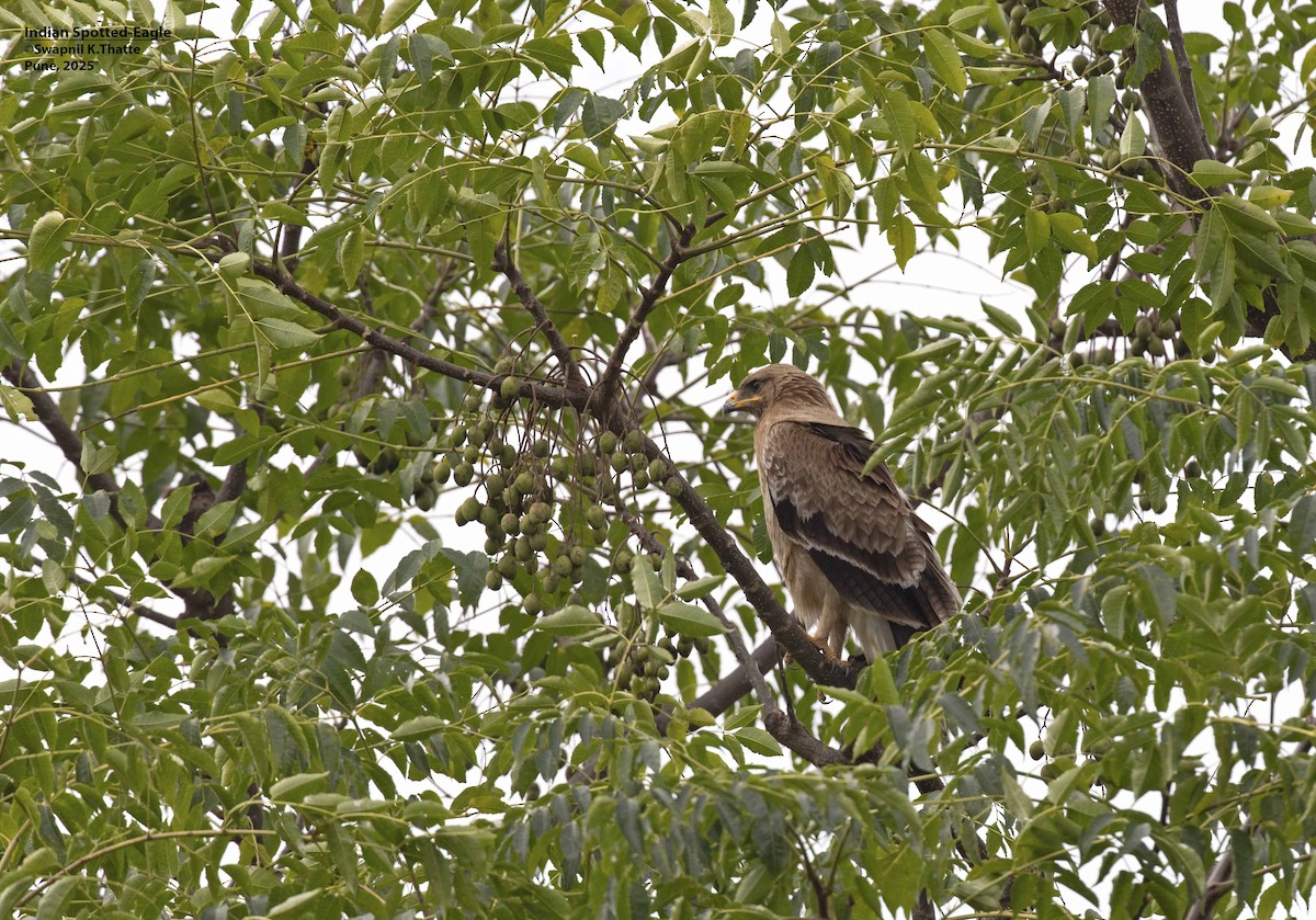 Indian Spotted Eagle - ML642480263