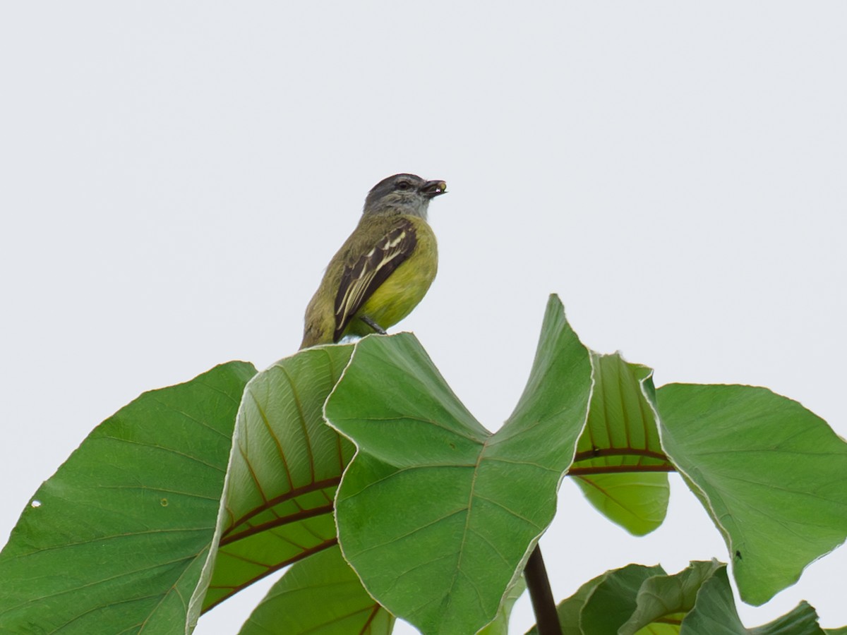 Yellow-crowned Tyrannulet - ML642480287