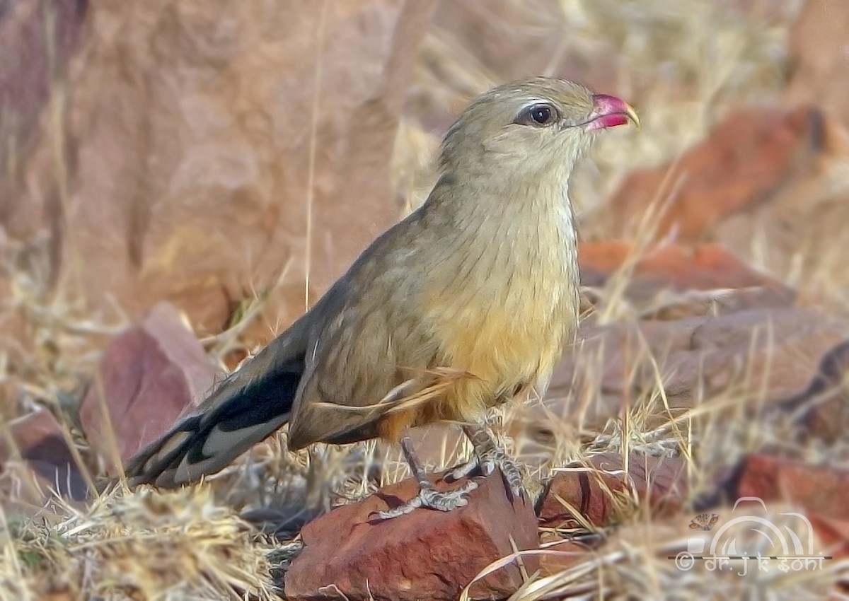 Sirkeer Malkoha - ML642480288