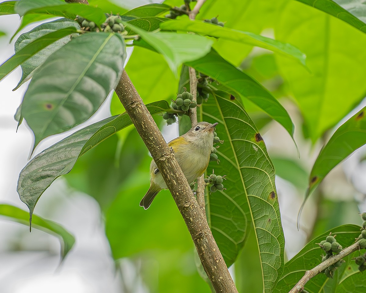 Lesser Greenlet - ML642480289