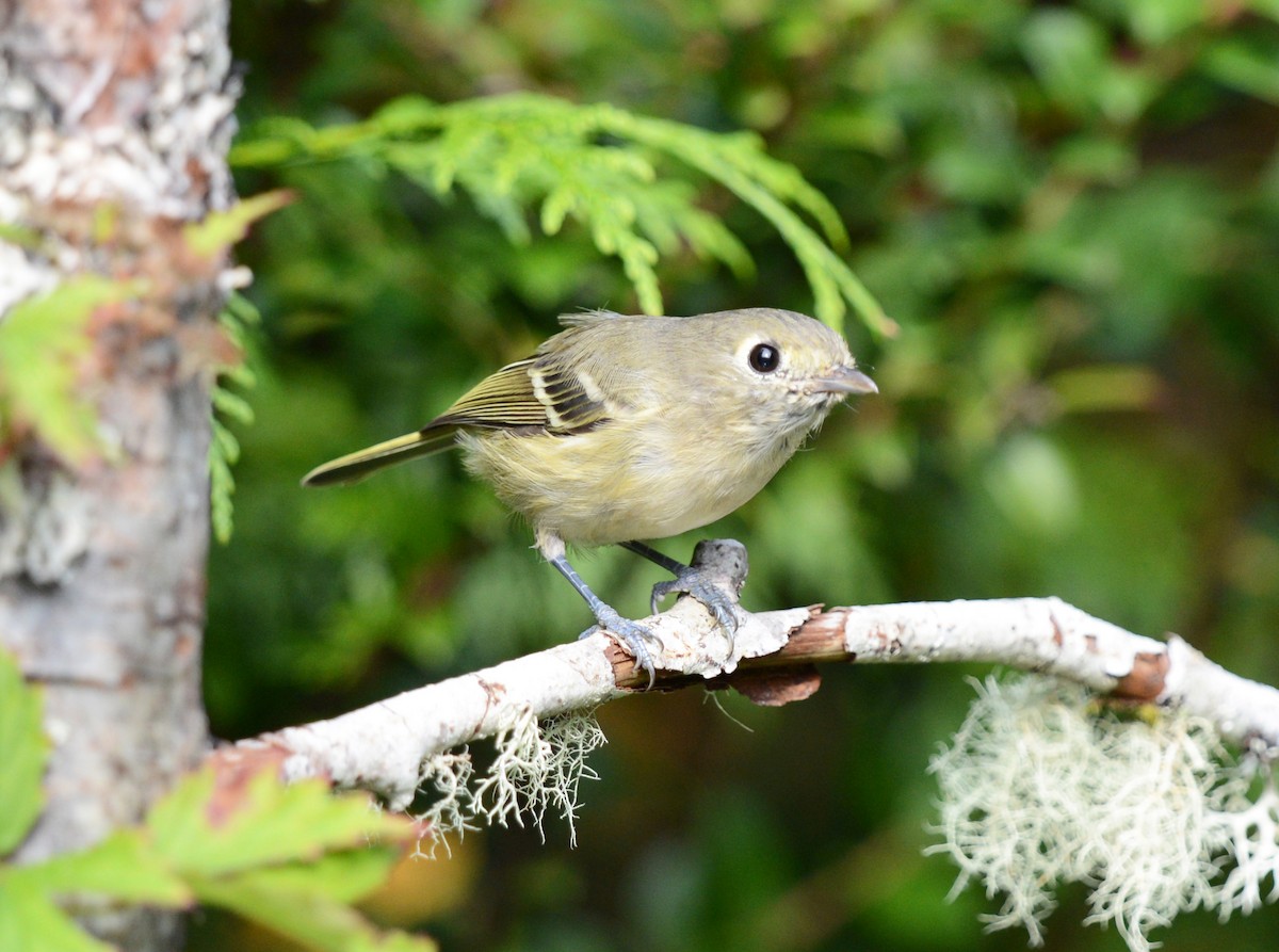 Hutton's Vireo - ML642480293
