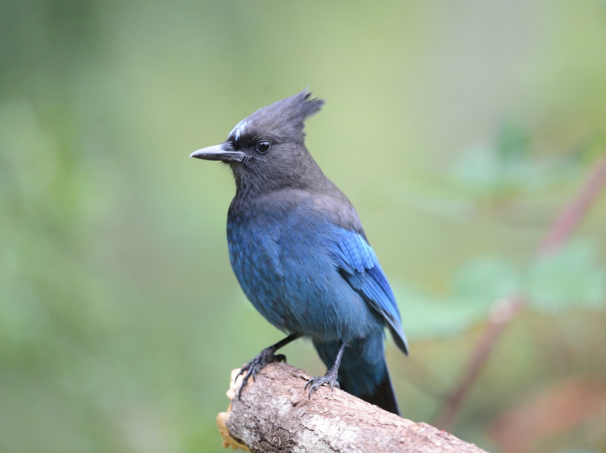 Steller's Jay - ML642480296