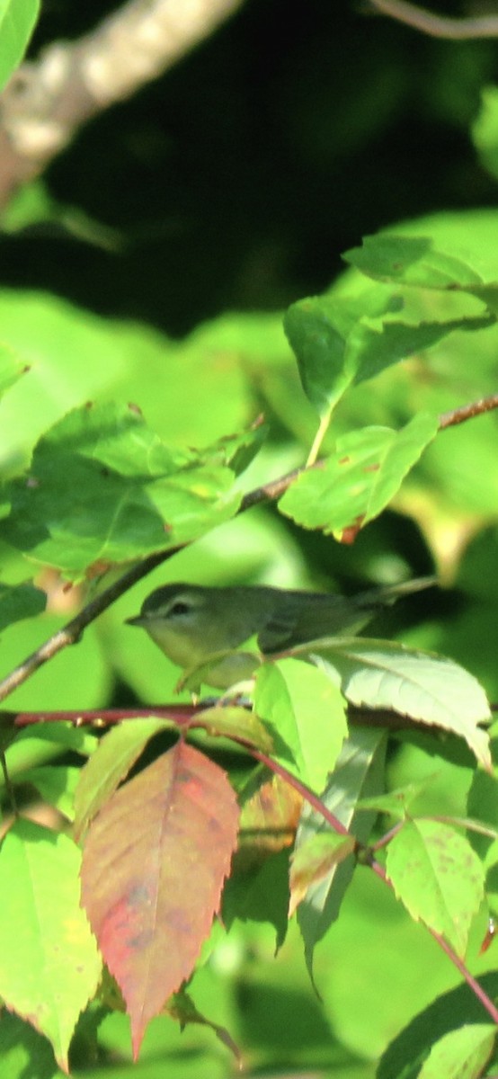 Philadelphia Vireo - ML642480297