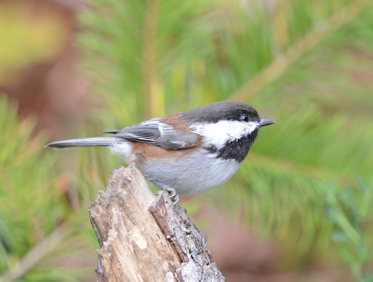 Chestnut-backed Chickadee - ML642480320