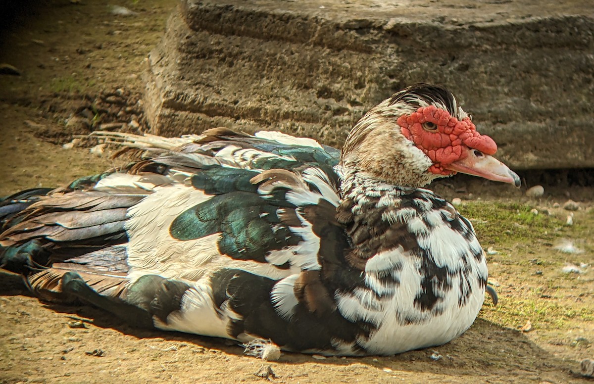 Muscovy Duck (Domestic type) - ML642480321