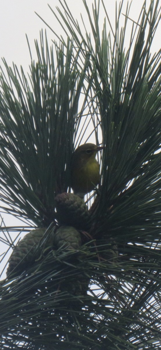 Pine Warbler - ML642480322