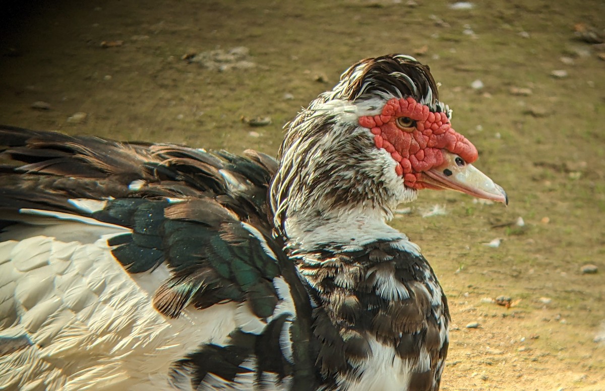 Muscovy Duck (Domestic type) - ML642480323