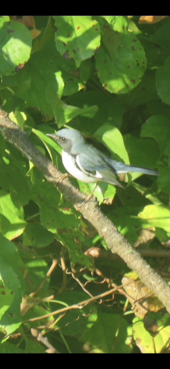 Black-throated Blue Warbler - ML642480328